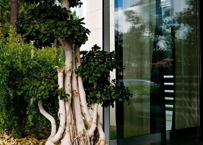 Hotel Lavanda Miravillas